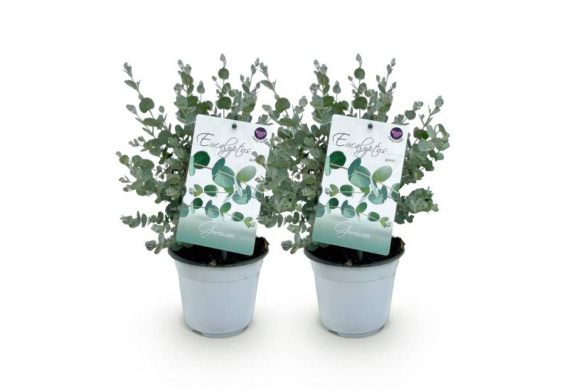 Exotenherz Kübelpflanzen Eukalyptus Eucalyptus gunni 2er Set winterhart 14cm Topf Höhe 30cm Exotenherz Kübelpflanzen Eukalyptus Eucalyptus gunni 2er Set winterhart 14cm Topf Höhe 30cm von Exotenherz