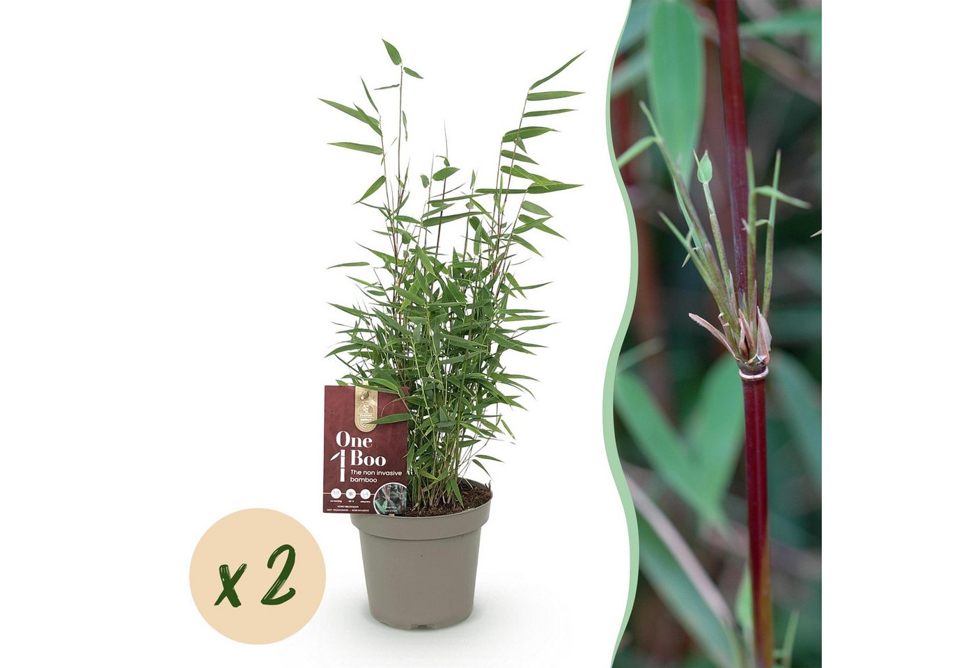 Exotenherz Kübelpflanzen Exotenherz Bambus - Fargesia Red Dragon - Rot - 2er Set 14cm Topf von Exotenherz