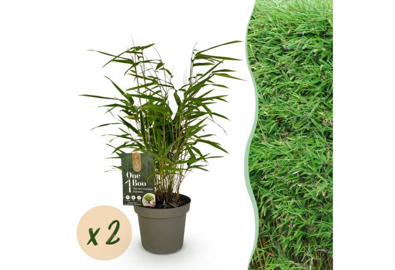 Exotenherz Kübelpflanzen Exotenherz Bambus - Fargesia rufa - Grün - 2er Set 14cm Topf Höhe 35cm Exotenherz Kübelpflanzen Exotenherz Bambus - Fargesia rufa - Grün - 2er Set 14cm Topf Höhe 35cm von Exotenherz