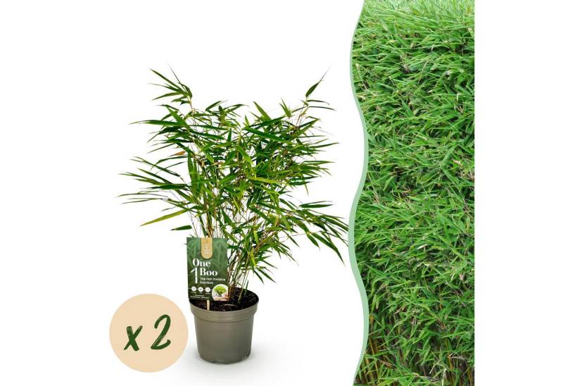 Exotenherz Kübelpflanzen Exotenherz Bambus - Fargesia rufa - Grün - 2er Set 17cm Topf Höhe 60cm Exotenherz Kübelpflanzen Exotenherz Bambus - Fargesia rufa - Grün - 2er Set 17cm Topf Höhe 60cm von Exotenherz