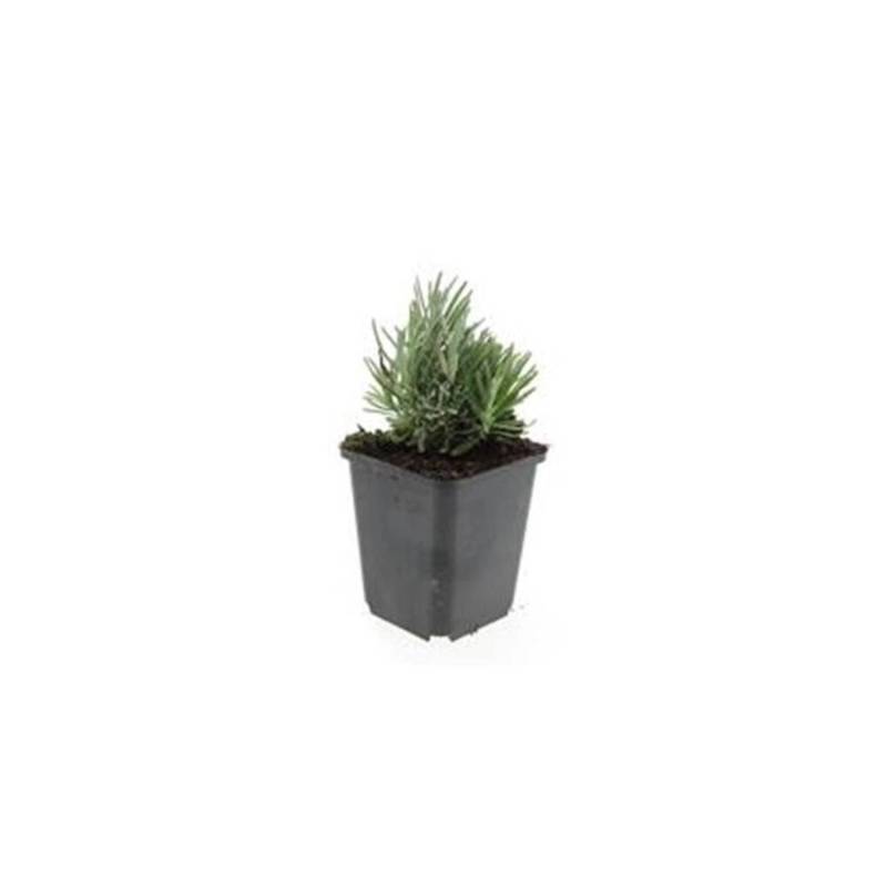 Exotenherz Lavendel Pflanze Lavandula Angustifolia Dwarf Blue Echter Lavendel 9cm Topf Set mit 40 Pflanzen von Exotenherz
