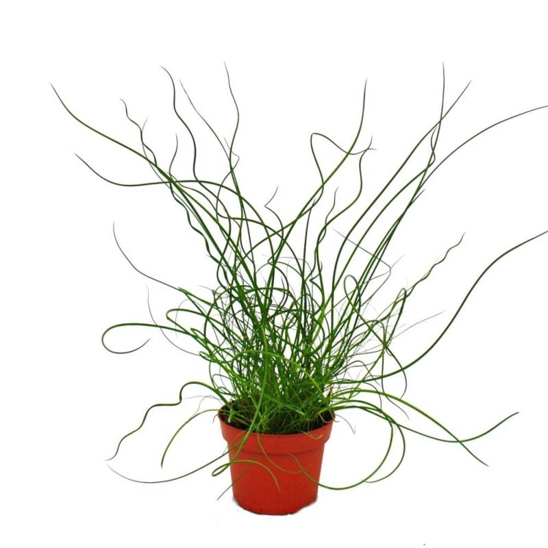 Exotenherz Liebeslocke Juncus Effusus Spiralis Korkenzieherbinse 12cm von Exotenherz