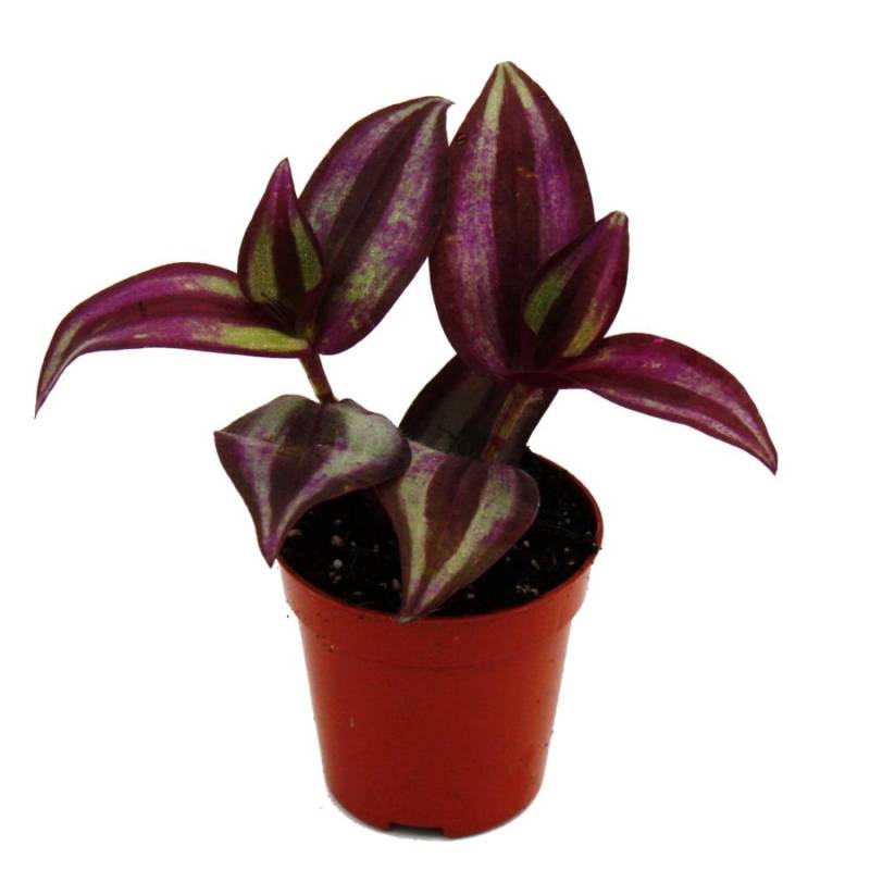 Exotenherz Mini Pflanze Tradescantia Purple Dreimasterblume Wasserhexe Ideal für Kleine Schalen Babyplant im 5,5cm Topf von Exotenherz