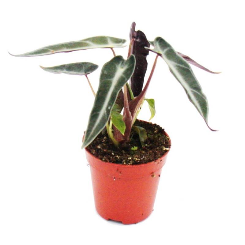 Exotenherz Mini Pflanzen Großes Set mit 10 Verschiedenen Mini Pflanzen Ideal für Kleine Schalen Babyplant im 5,5cm Topf von Exotenherz