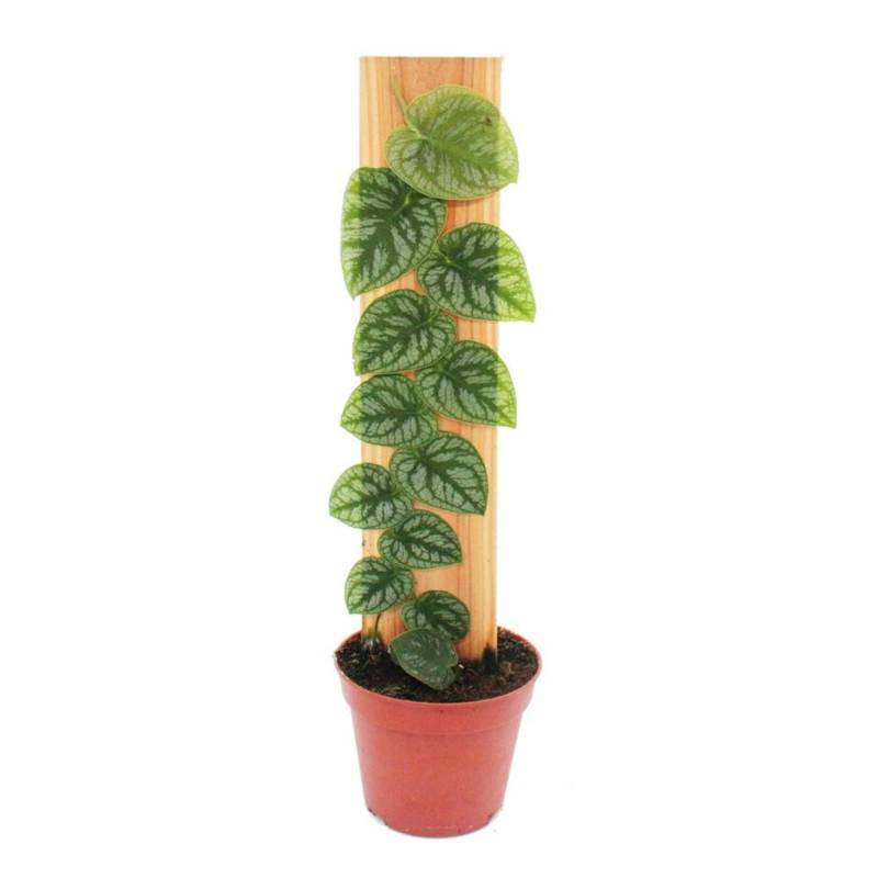 Exotenherz Monstera Dubia am Brett Rarität Zweidimensionales Fensterblatt 14cm Topf Exotenherz Monstera Dubia am Brett Rarität Zweidimensionales Fensterblatt 14cm Topf von Exotenherz