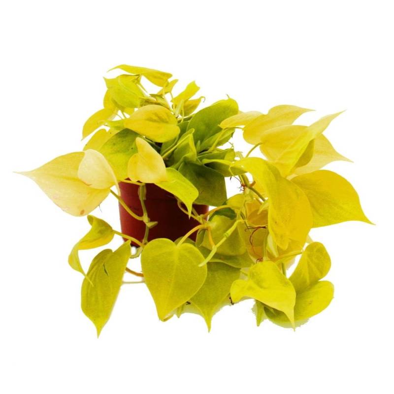 Exotenherz Philodendron Scandens Lime Gelbgrüner Kletternder Baumfreund 12cm Topf von Exotenherz