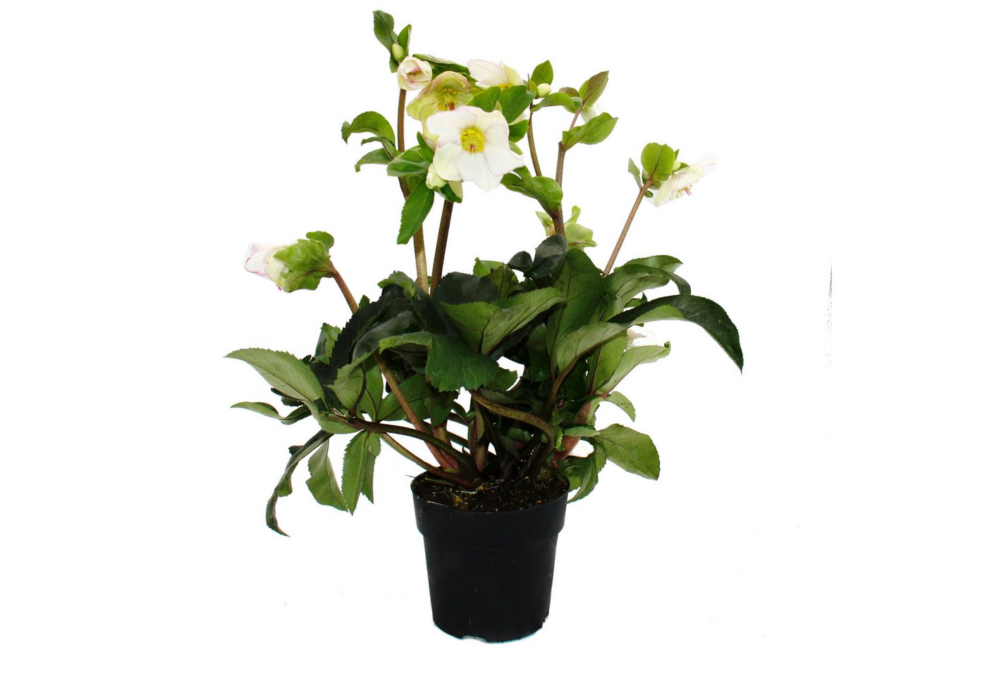 Exotenherz Rose Christrose Helleborus Ice n Roses mit viele Knospen 15cm Topf Exotenherz Rose Christrose Helleborus Ice n Roses mit viele Knospen 15cm Topf von Exotenherz