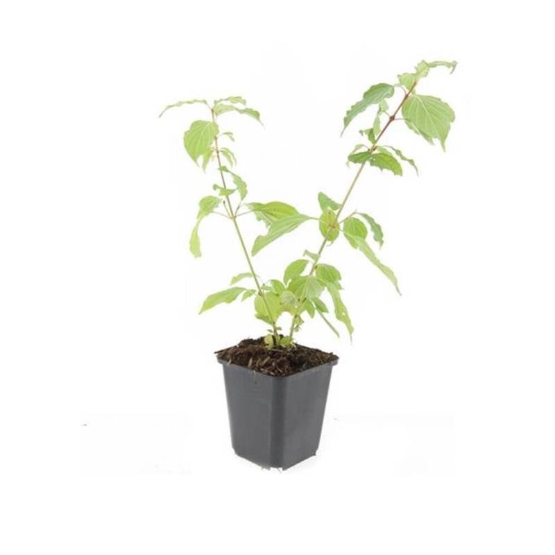 Exotenherz Roter Hartriegel Cornus Sanguinea Annys Winter Orange Heckenpflanze 9cm Topf Set mit 20 Pflanzen von Exotenherz