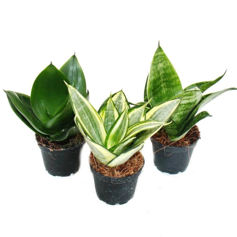Exotenherz Sansevieria Trifaciata Hahnii 3 Verschiedene Pflanzen im 5,5cm Topf Bogenhanf Schwiegermutterzunge von Exotenherz