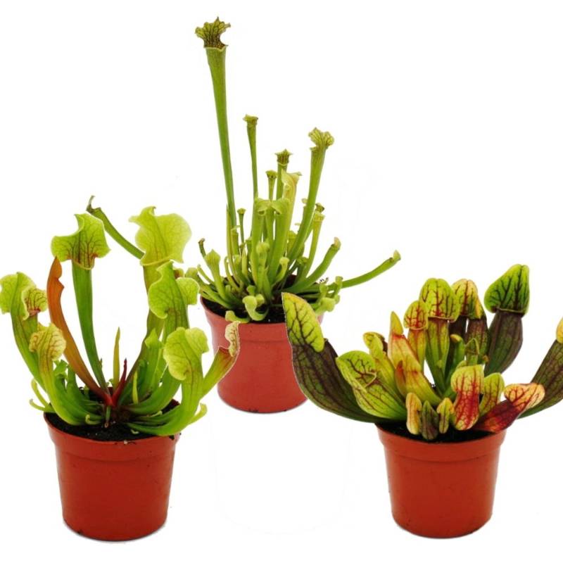 Exotenherz Schlauchpflanzen-Trio 3 Verschiedene Sarracenia-Pflanzen im Set Fleischfressende Pflanzen 9cm Topf von Exotenherz
