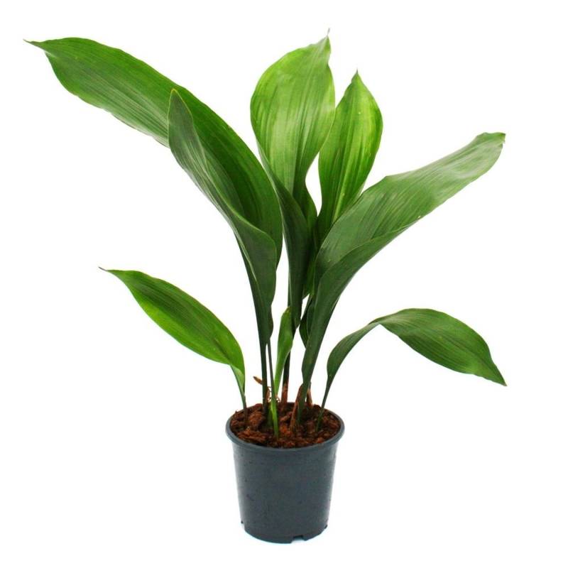 Exotenherz Schusterpalme Aspidistra Elatior Zimmerpflanze 15cm Topf Exotenherz Schusterpalme Aspidistra Elatior Zimmerpflanze 15cm Topf von Exotenherz