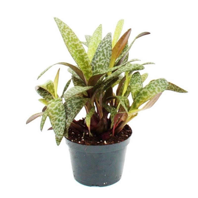 Exotenherz Scilla Violacea Leopard Lily Tigerblatt 12cm von Exotenherz