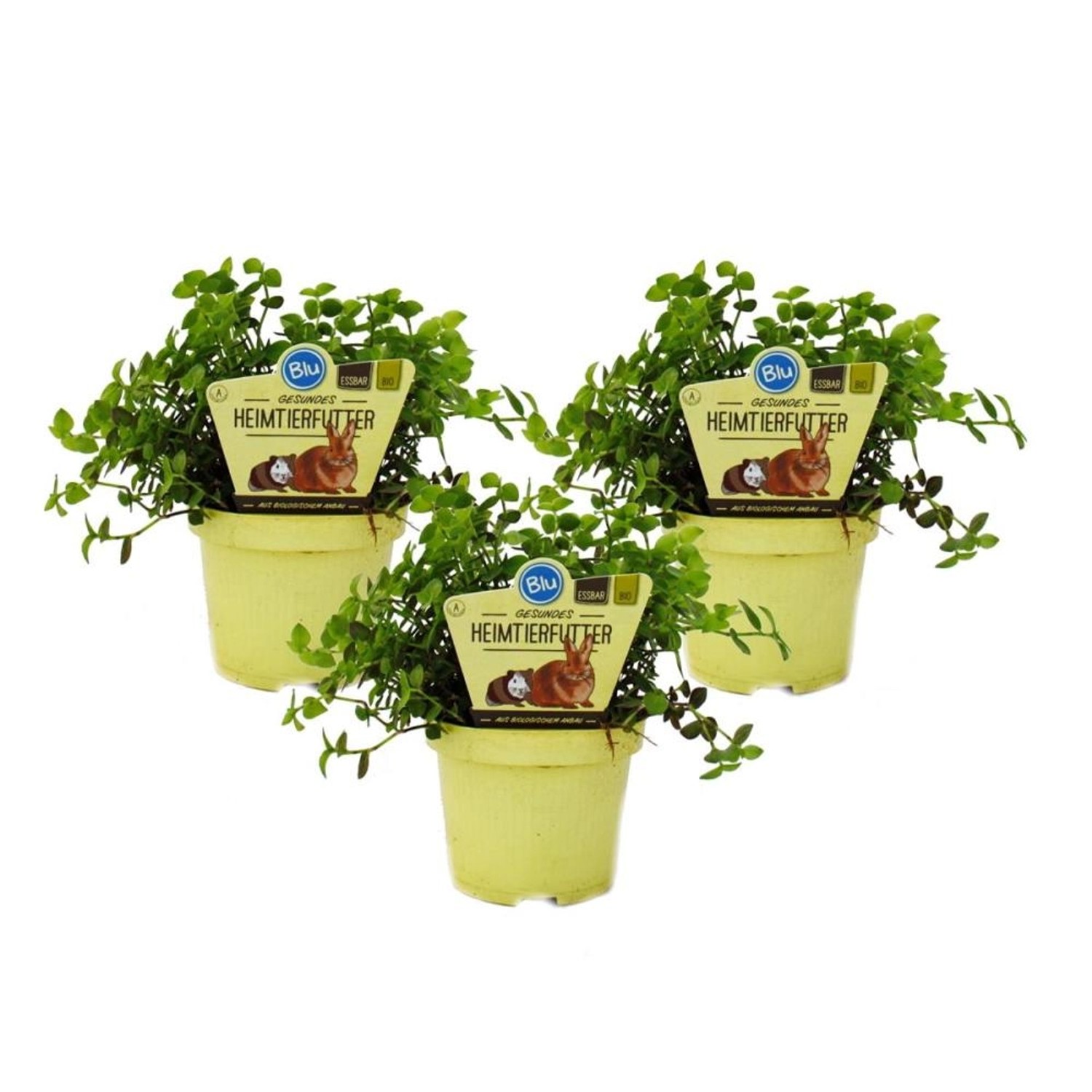 Exotenherz Set mit 3 Futterpflanzen für Heimtiere Callisia Repens Vitalfutter für Kaninchen Ziervögel Reptilien Hamster Exotenherz Set mit 3 Futterpflanzen für Heimtiere Callisia Repens Vitalfutter für Kaninchen Ziervögel Reptilien Hamster von Exotenherz