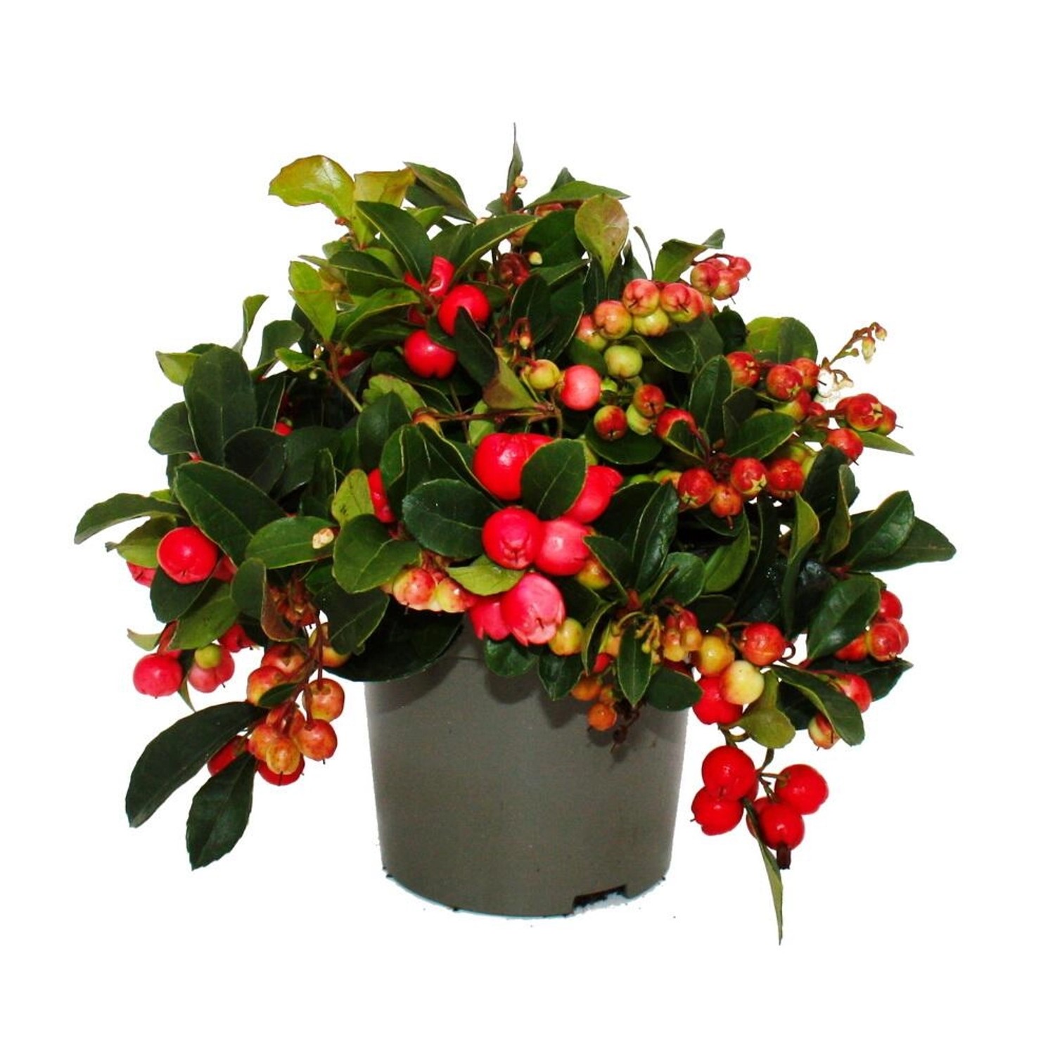 Exotenherz Teppichbeere Gaultheria procumbens Scheinbeere Rebhuhnbeere Winterharte Pflanze mit Dekorativen Beeren 1 Pflanze Exotenherz Teppichbeere Gaultheria procumbens Scheinbeere Rebhuhnbeere Winterharte Pflanze mit Dekorativen Beeren 1 Pflanze von Exotenherz