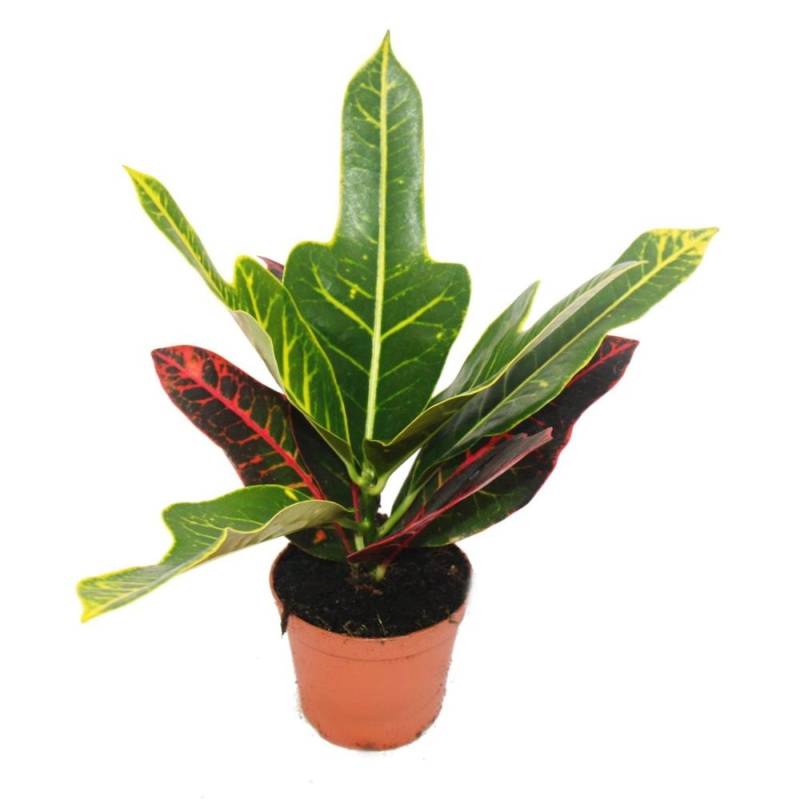 Exotenherz Wunderstrauch Croton Var Codiaeum 9cm Topf Zimmerpflanze von Exotenherz