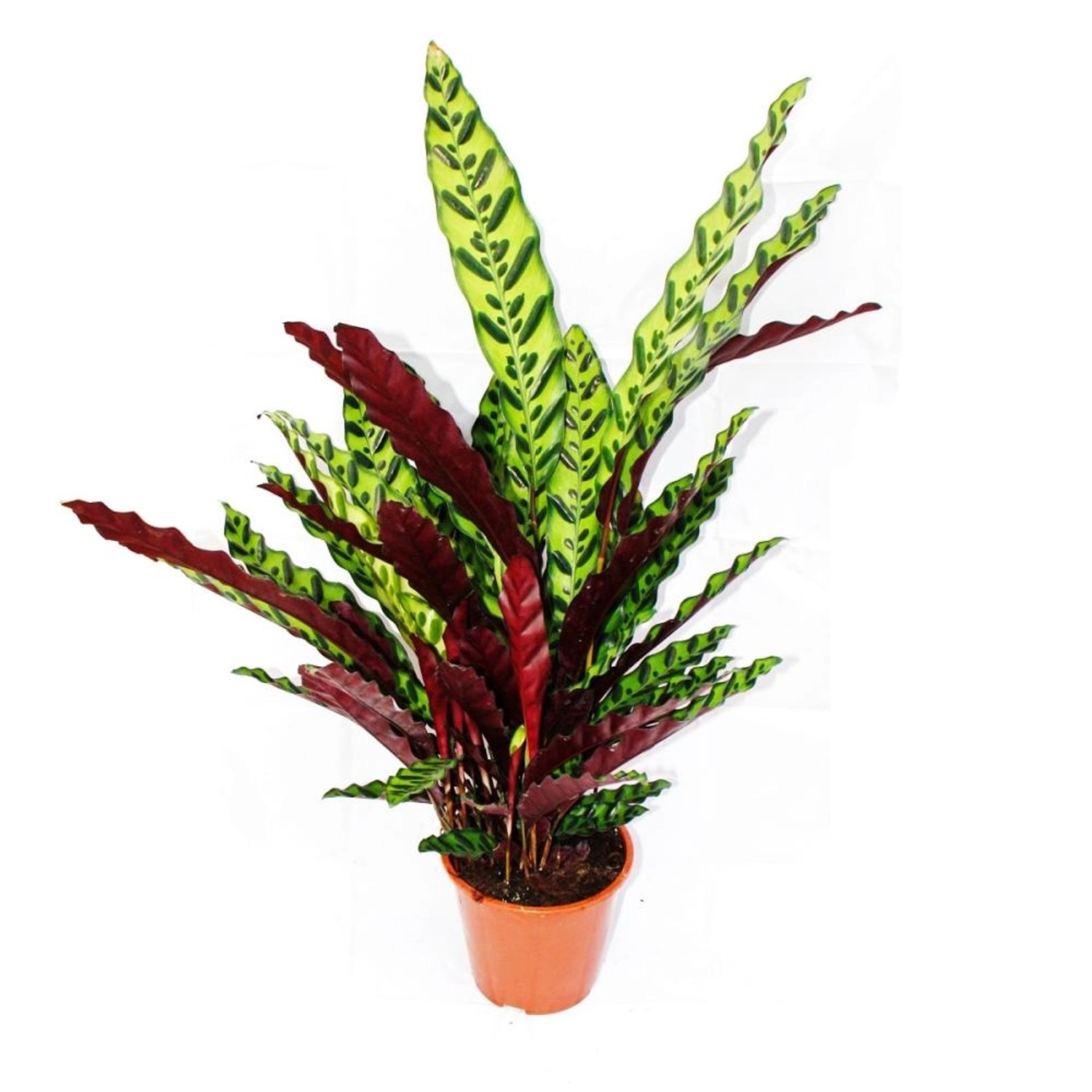 Exotenherz XXL-Schattenpflanze mit Ausgefallenem Blattmuster Calathea Lancifolia 17cm Topf ca. 60-70cm Hoch Exotenherz XXL-Schattenpflanze mit Ausgefallenem Blattmuster Calathea Lancifolia 17cm Topf ca. 60-70cm Hoch von Exotenherz