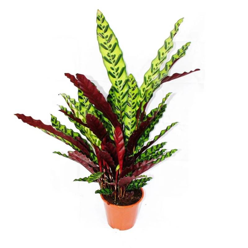 Exotenherz XXL-Schattenpflanze mit Ausgefallenem Blattmuster Calathea Lancifolia 17cm Topf ca. 60-70cm Hoch von Exotenherz