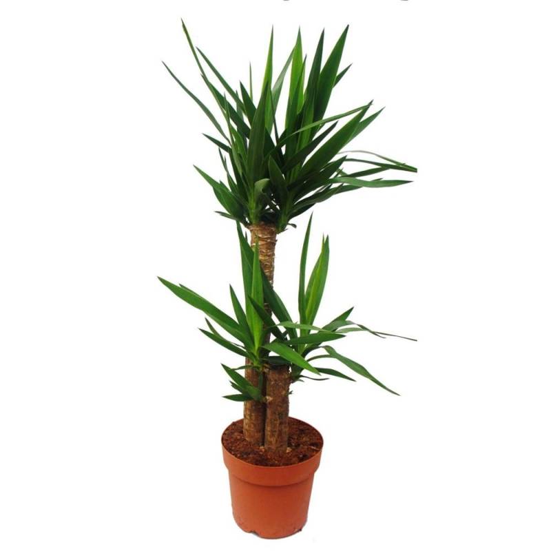 Exotenherz Yucca Palme Palmlilie 2 Runde Stämme ca. 80cm Hoch von Exotenherz