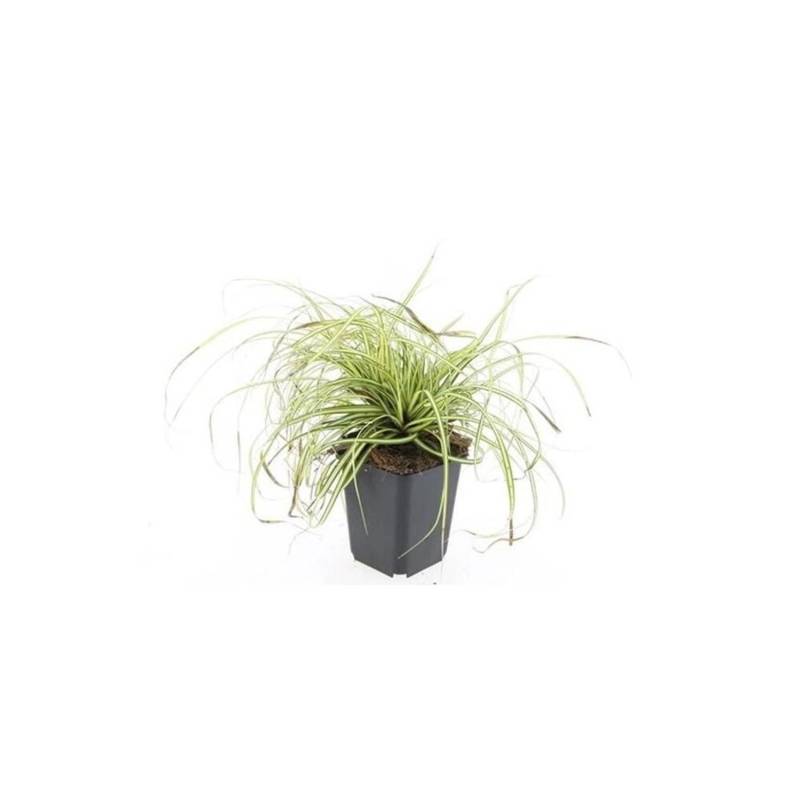 Exotenherz Ziergras Gold Segge Carex Oshimensis Evergold 9cm Topf Set mit 40 Pflanzen von Exotenherz