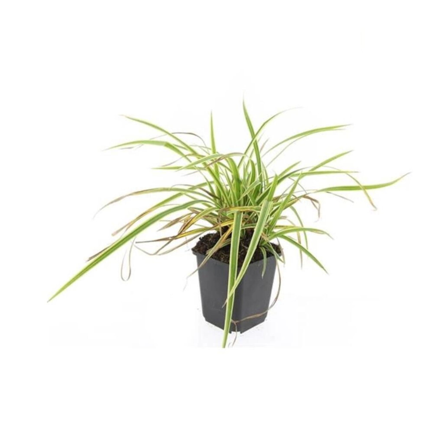 Exotenherz Ziergras Goldrand Segge Carex Morrowii Aureovariegata 9cm Topf Set mit 40 Pflanzen von Exotenherz