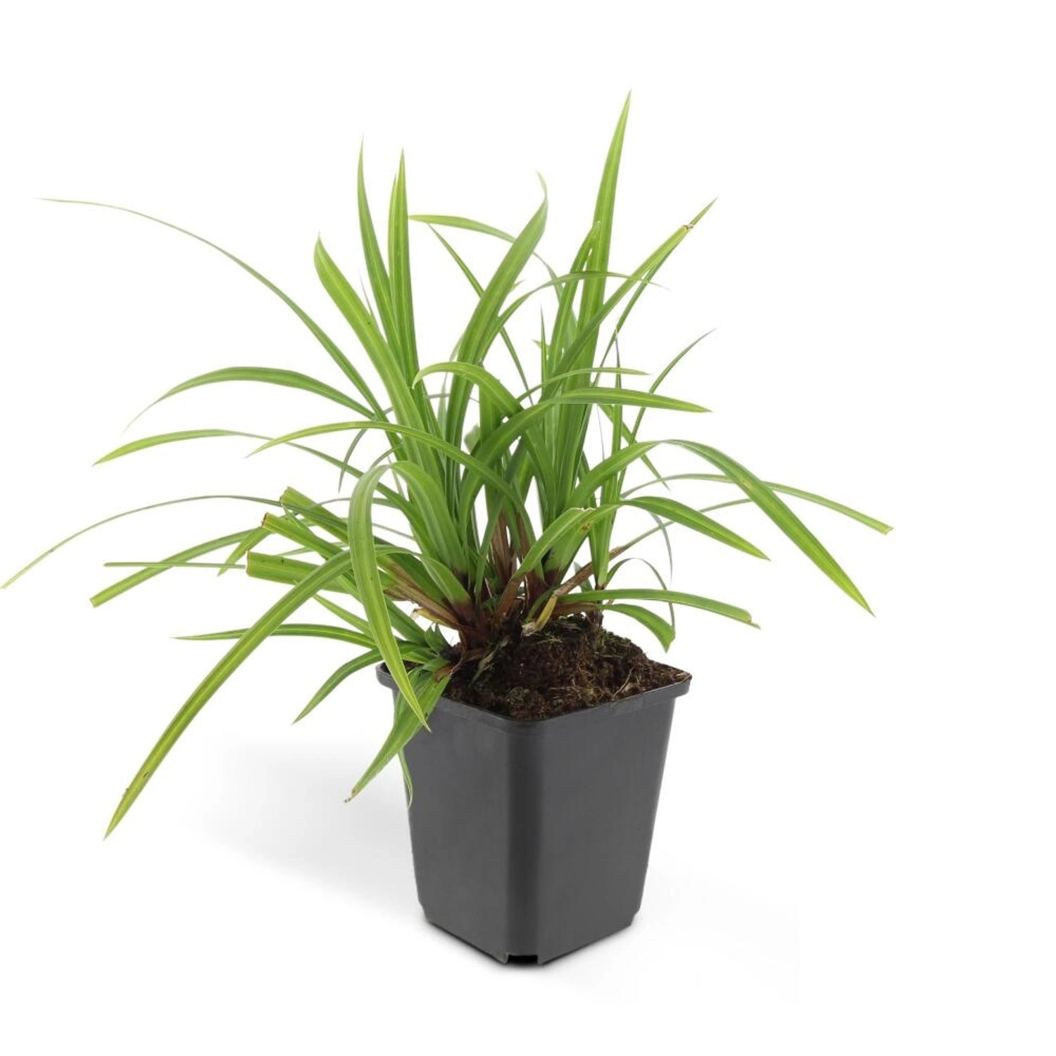 Exotenherz Ziergras Japanische Teppich Segge Carex Morrowii Irish Green 9cm Topf Set mit 12 Pflanzen Exotenherz Ziergras Japanische Teppich Segge Carex Morrowii Irish Green 9cm Topf Set mit 12 Pflanzen von Exotenherz