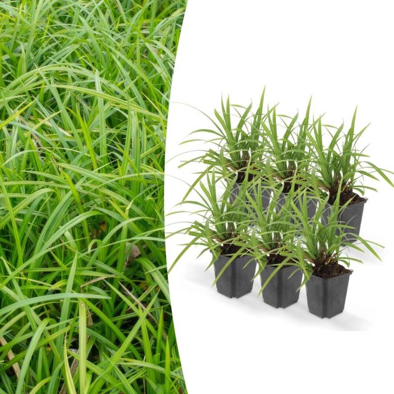 Exotenherz Ziergras Japanische Teppich-Segge Carex Morrowii Irish Green 9cm Topf Set mit 6 Pflanzen von Exotenherz