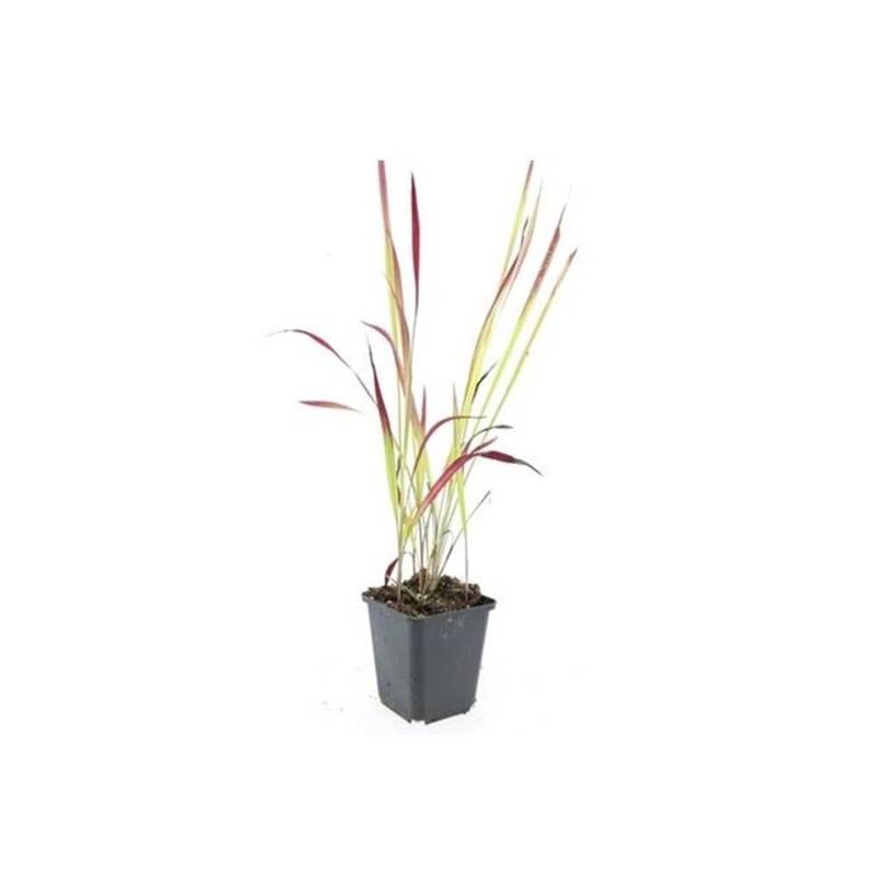 Exotenherz Ziergras Japanisches Blutgras Imperata Cylindrica Red Baron 9cm Topf Set mit 20 Pflanzen von Exotenherz