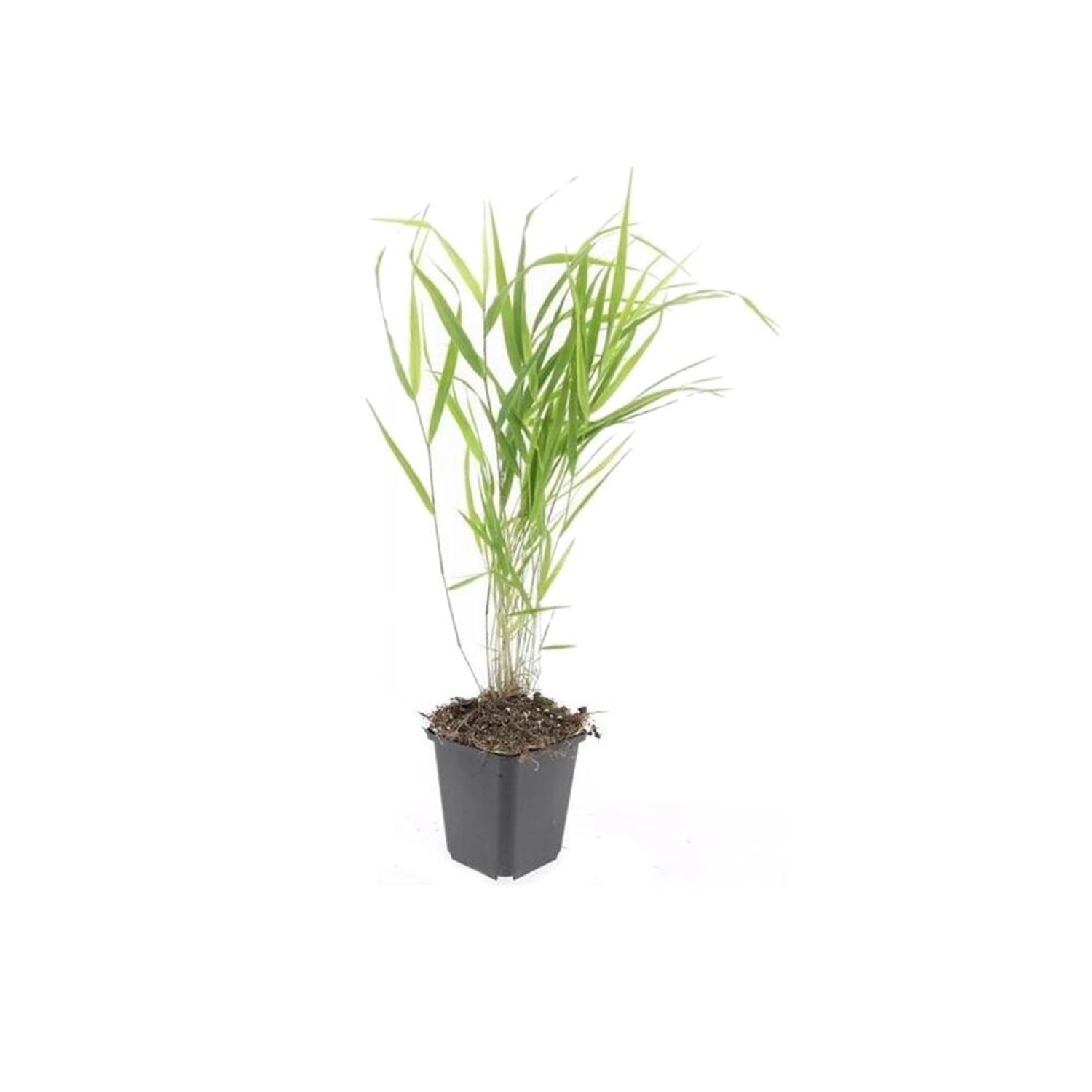 Exotenherz Ziergras Japanisches Waldgras Hakonechloa Macra 9cm Topf Set mit 40 Pflanzen von Exotenherz