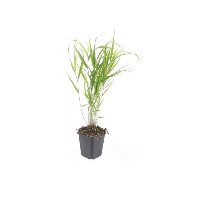 Exotenherz Ziergras Japanisches Waldgras Hakonechloa Macra 9cm Topf Set mit 40 Pflanzen von Exotenherz