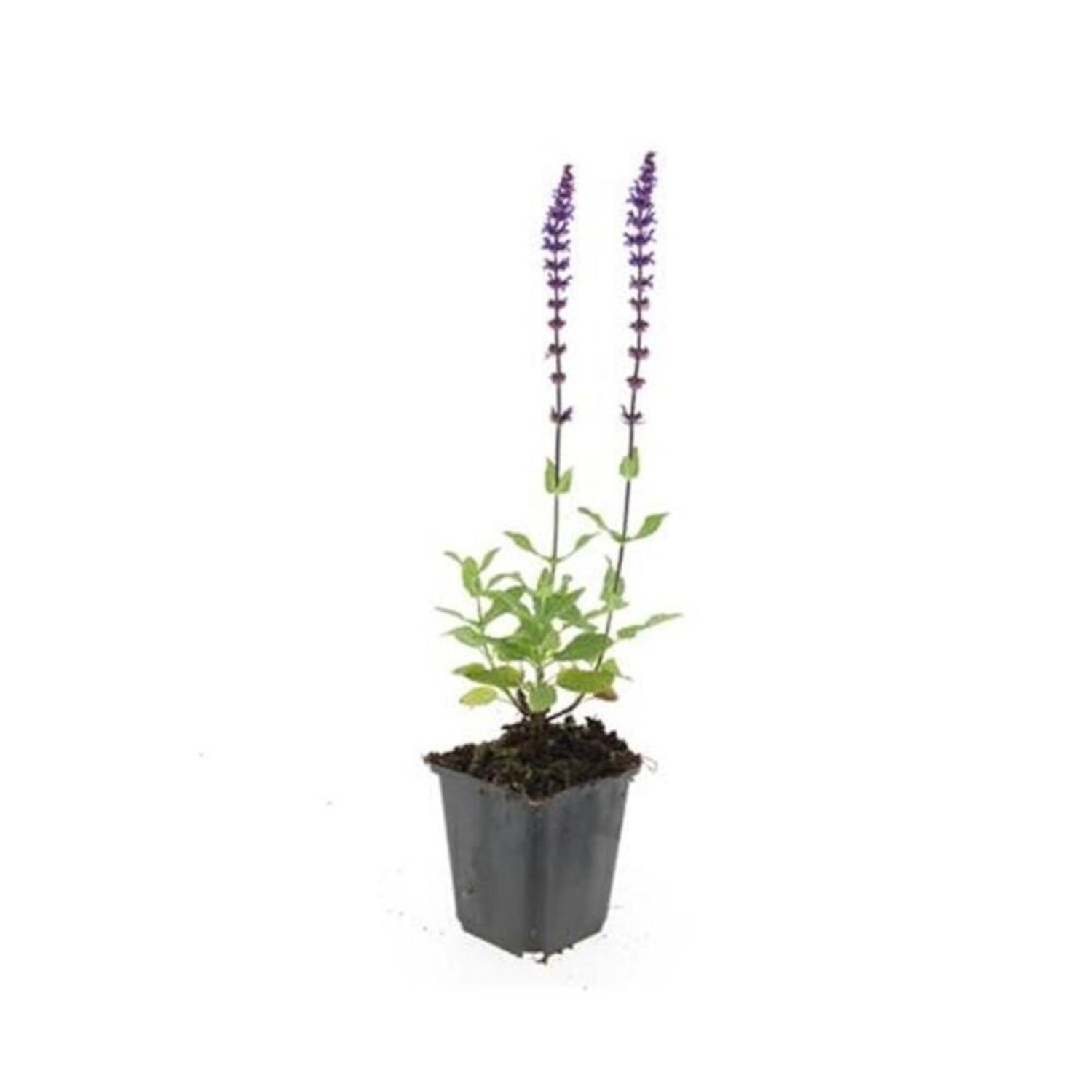 Exotenherz Ziersalbei Steppensalbei Salvia Nemorosa Caradonna 9cm Topf Set mit 20 Pflanzen von Exotenherz