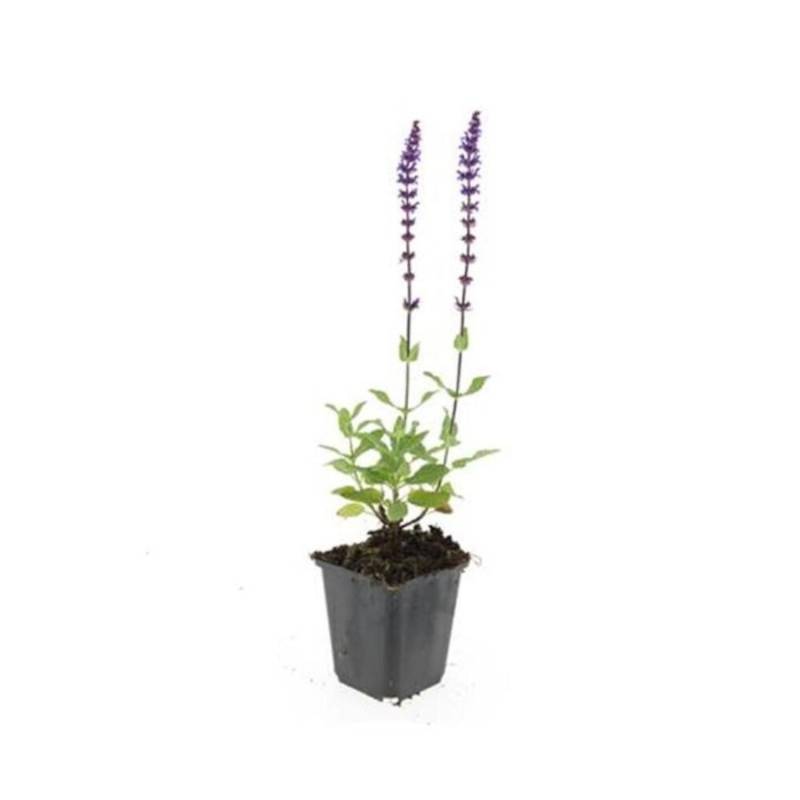 Exotenherz Ziersalbei Steppensalbei Salvia Nemorosa Caradonna 9cm Topf Set mit 20 Pflanzen von Exotenherz
