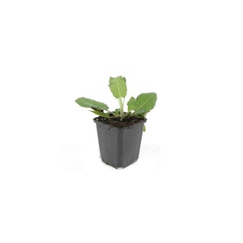 Exotenherz Ziersalbei Steppensalbei Salvia Nemorosa Mainacht 9cm Topf Set mit 20 Pflanzen von Exotenherz