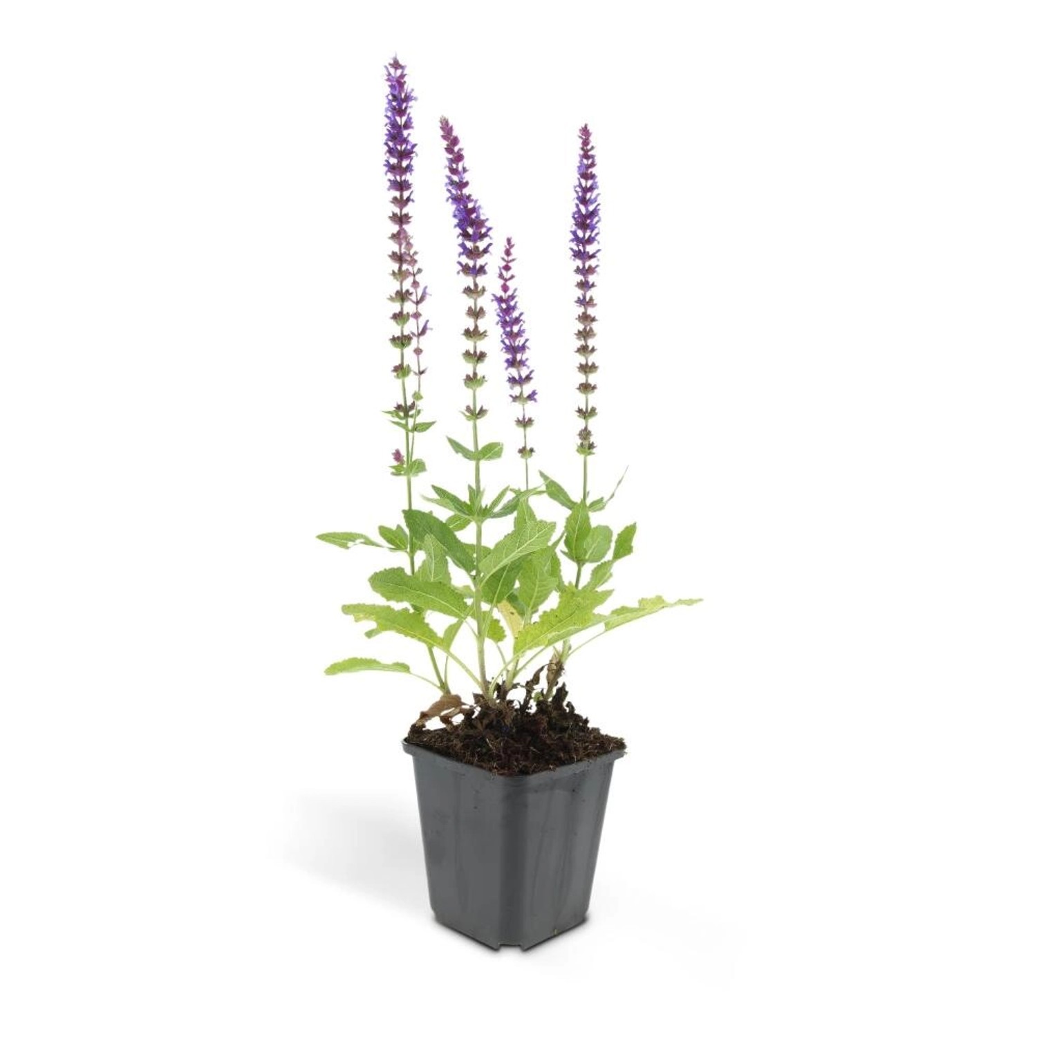 Exotenherz Ziersalbei Steppensalbei Salvia Nemorosa Ostfriesland 9cm Topf Set mit 40 Pflanzen von Exotenherz