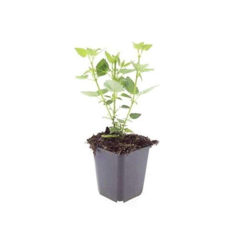 Exotenherz Zierstaude Duftnessel Agastache Rugosa Blue Fortune 9cm Topf Set mit 20 Pflanzen von Exotenherz