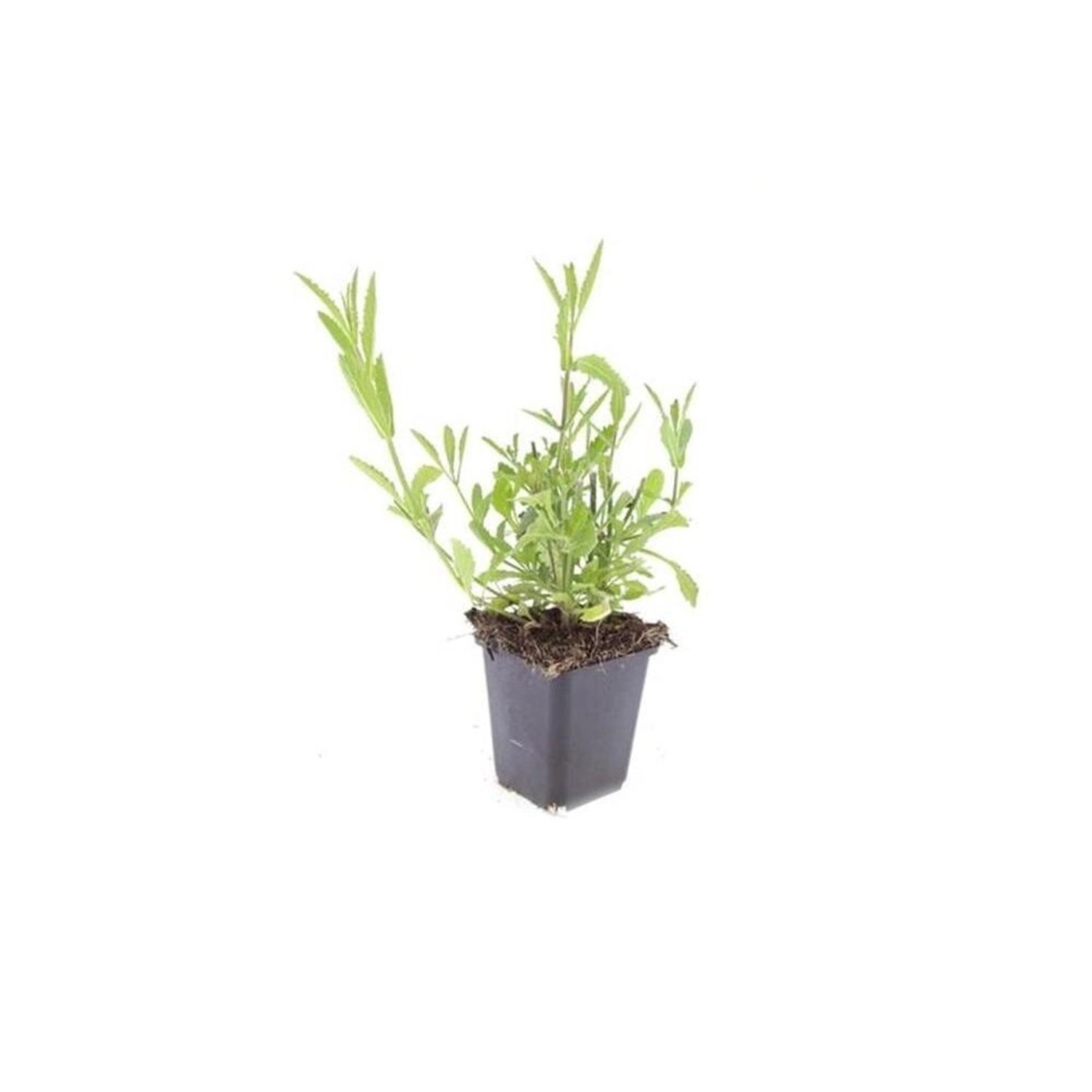 Exotenherz Zierstaude Eisenkraut Verbena Bonariensis 9cm Topf Set mit 40 Pflanzen von Exotenherz