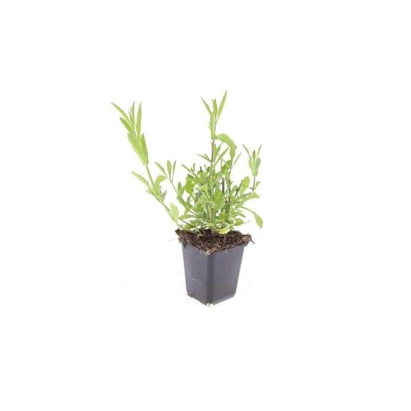 Exotenherz Zierstaude Eisenkraut Verbena Bonariensis 9cm Topf Set mit 40 Pflanzen von Exotenherz