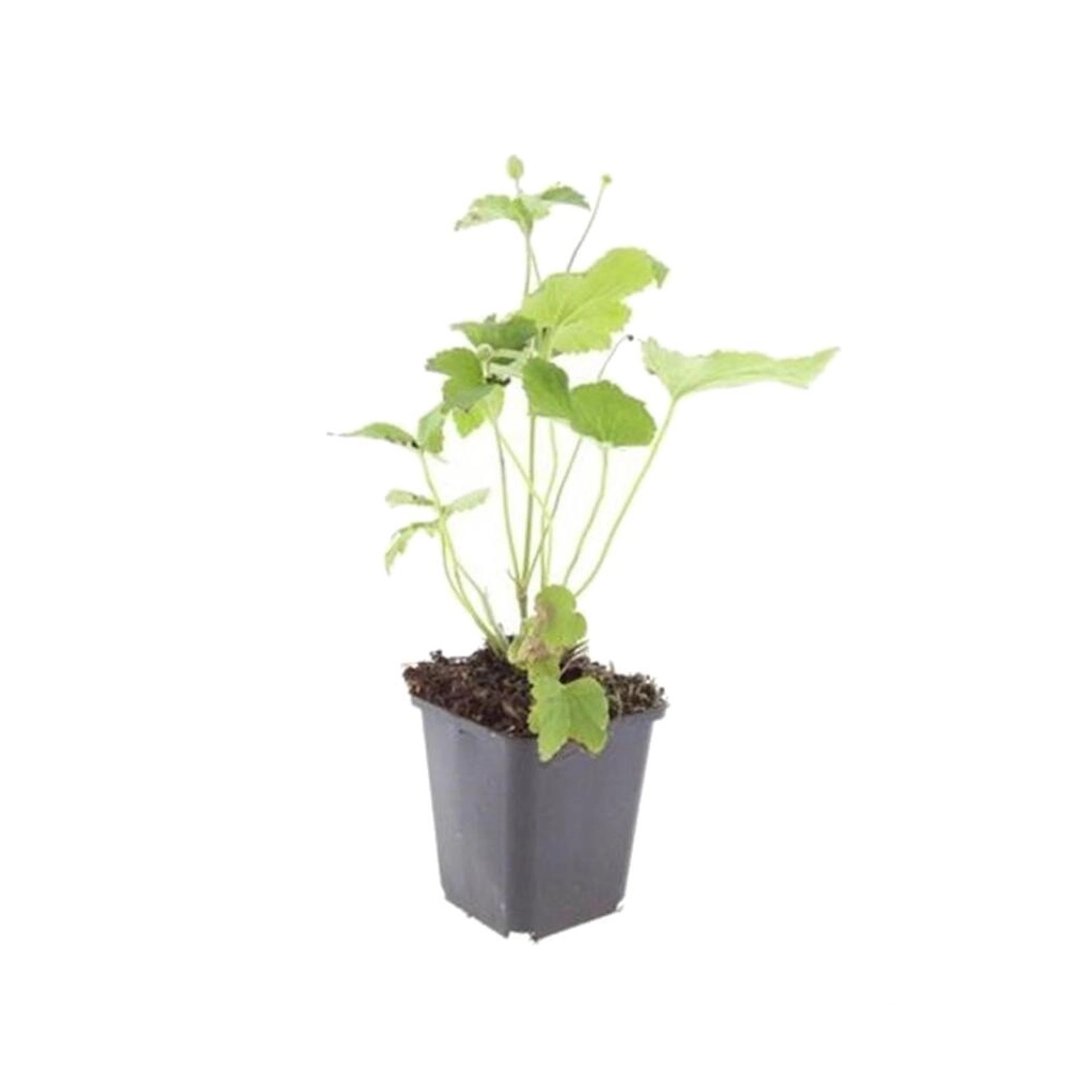 Exotenherz Zierstaude Herbst Anemone Anemone Hupehensis Honorine Jobert 9cm Topf Set mit 40 Pflanzen von Exotenherz