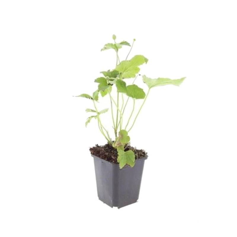 Exotenherz Zierstaude Herbst Anemone Anemone Hupehensis Honorine Jobert 9cm Topf Set mit 40 Pflanzen von Exotenherz