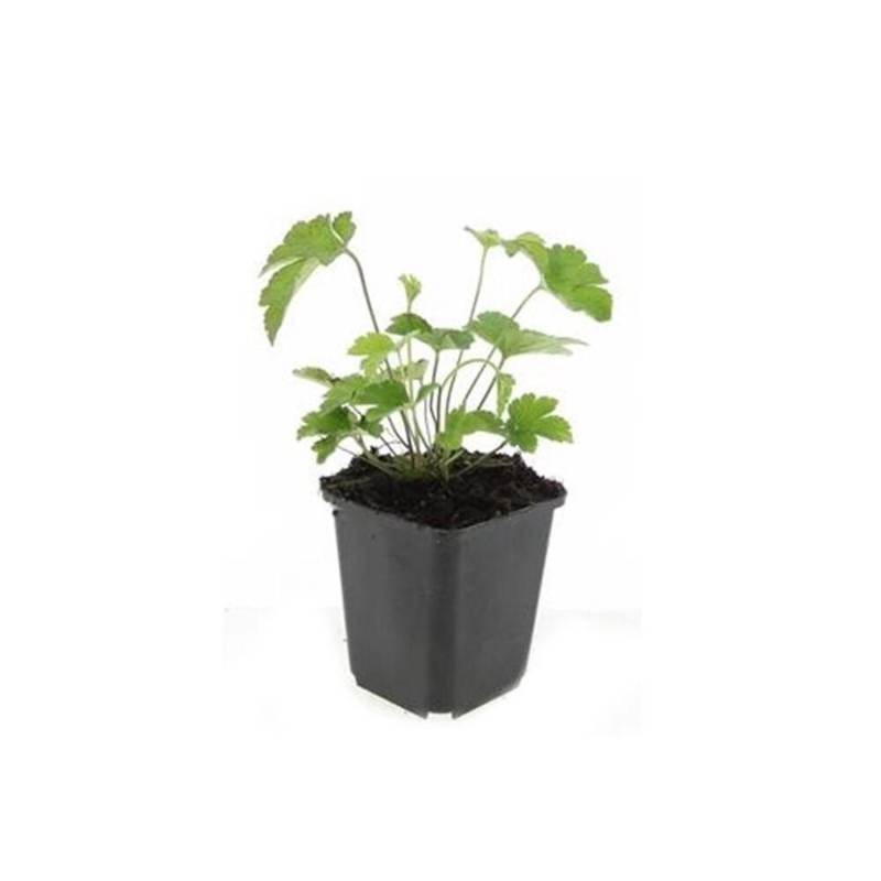 Exotenherz Zierstaude Herbst Anemone Anemone Tomentosa Robustissima 9cm Topf Set mit 12 Pflanzen Exotenherz Zierstaude Herbst Anemone Anemone Tomentosa Robustissima 9cm Topf Set mit 12 Pflanzen von Exotenherz