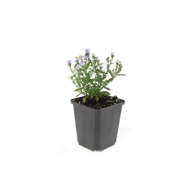 Exotenherz Zierstaude Kissen Aster Aster Dumosum Professor Anton Kippenberg 9cm Topf Set mit 20 Pflanzen von Exotenherz