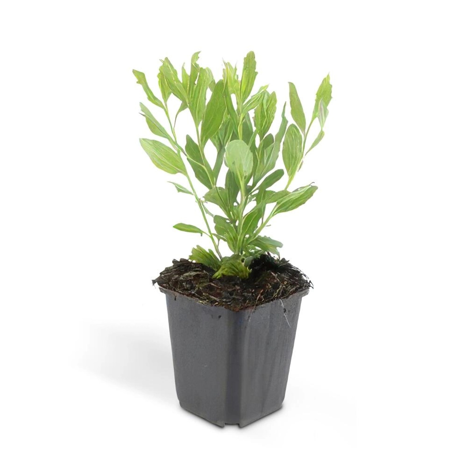 Exotenherz Zierstaude Wilde Aster Aster Ageratioides Ashvi 9cm Topf Set mit 20 Pflanzen von Exotenherz