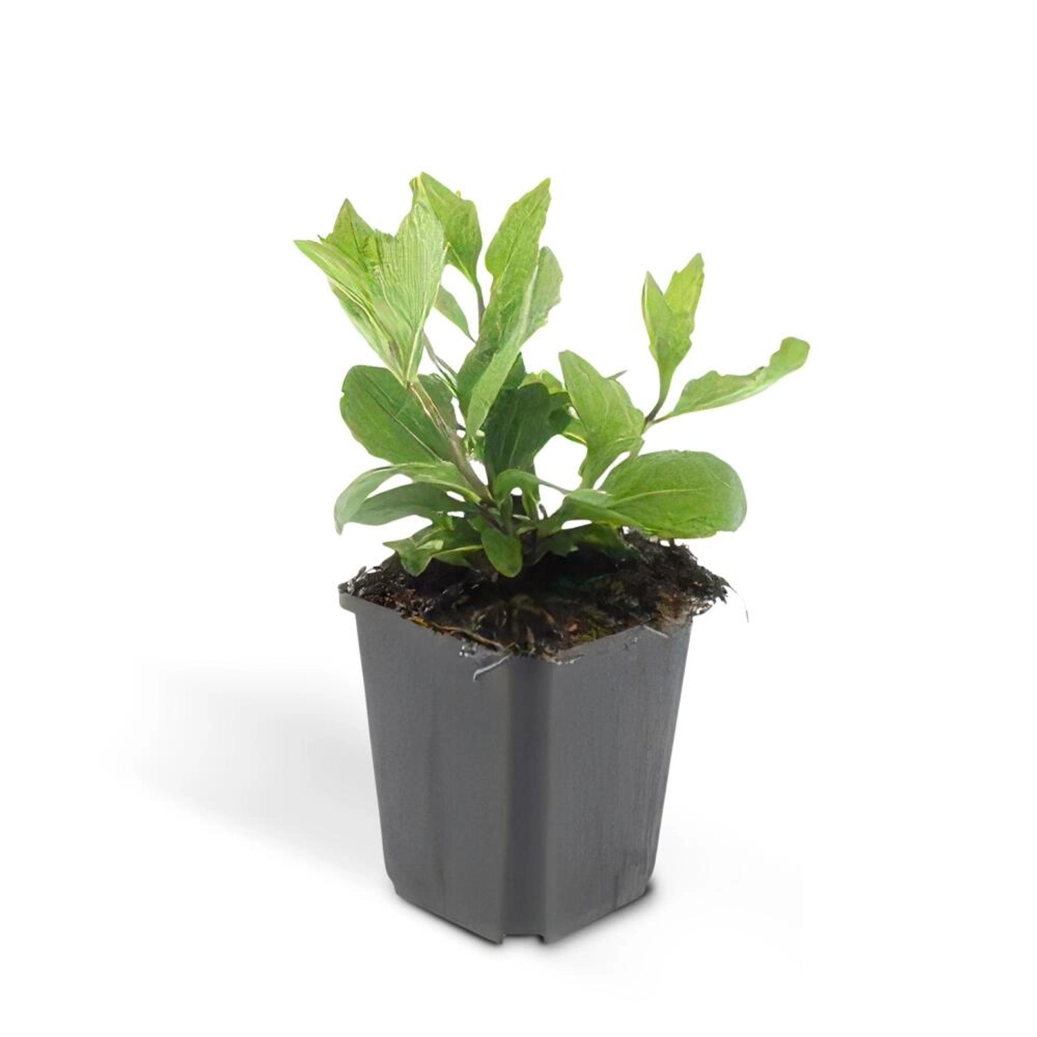 Exotenherz Zierstaude Wilde Aster Aster Ageratioides Asran 9cm Topf Set mit 40 Pflanzen von Exotenherz