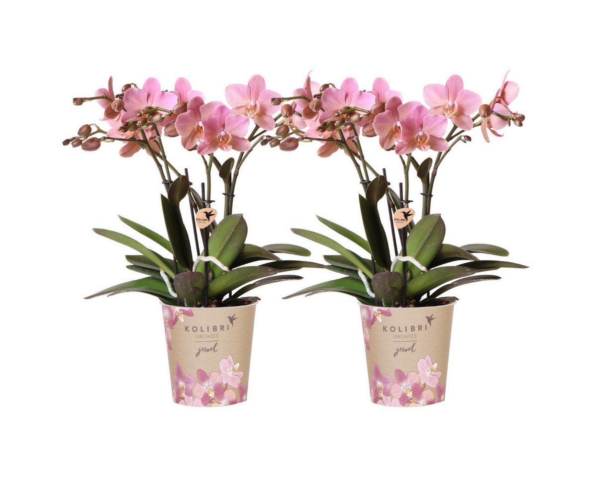 Exotenherz Zimmerpflanze 2 altrosa Phalaenopsis Orchideen - Treviso - Topfgröße 12cm Exotenherz Zimmerpflanze 2 altrosa Phalaenopsis Orchideen - Treviso - Topfgröße 12cm von Exotenherz