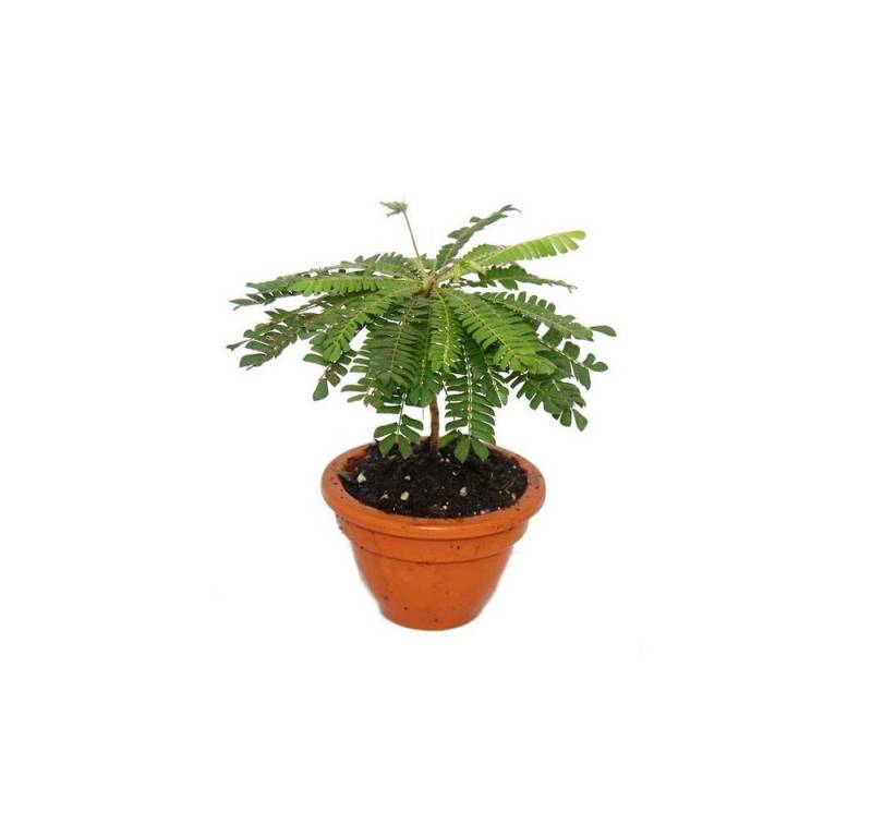 Exotenherz Zimmerpflanze 2er Set Biophytum sensitivum - Südseepalme - 9cm Tontopf Exotenherz Zimmerpflanze 2er Set Biophytum sensitivum - Südseepalme - 9cm Tontopf von Exotenherz