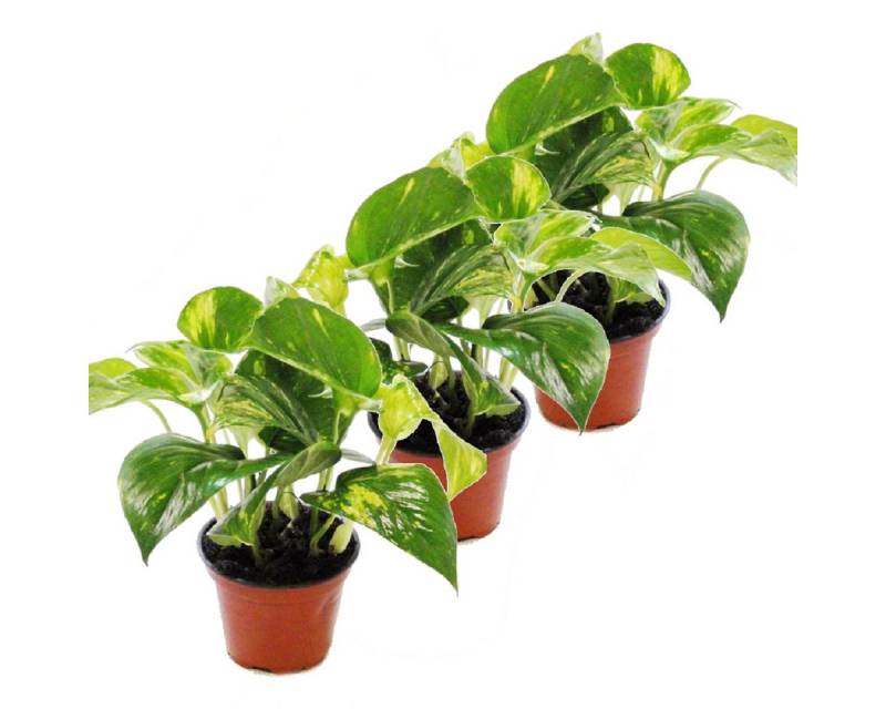 Exotenherz Zimmerpflanze 3er Set Efeutute - Scindapsus - Epipremnum - 12cm Topf von Exotenherz