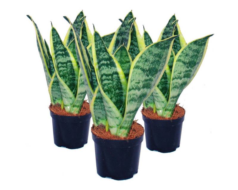 Exotenherz Zimmerpflanze 3er Set Sansevieria trifasciata - gelb-grüner Bogenhanf - 9cm Topf von Exotenherz