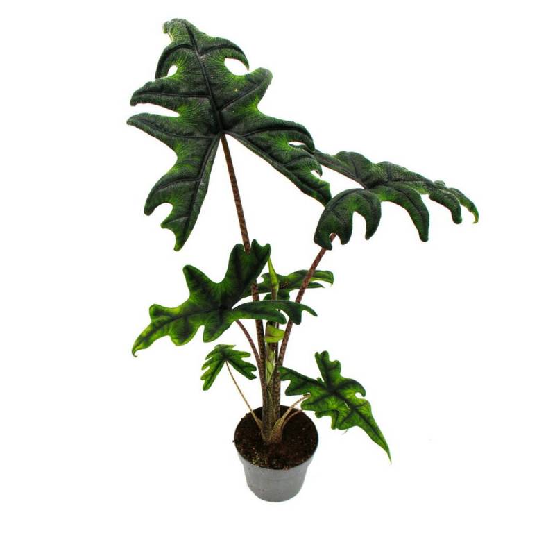 Exotenherz Zimmerpflanze Alocasia tandurusa Jacklyn Tropenwurz Alokasie Pfeilblatt 12cm Topf von Exotenherz
