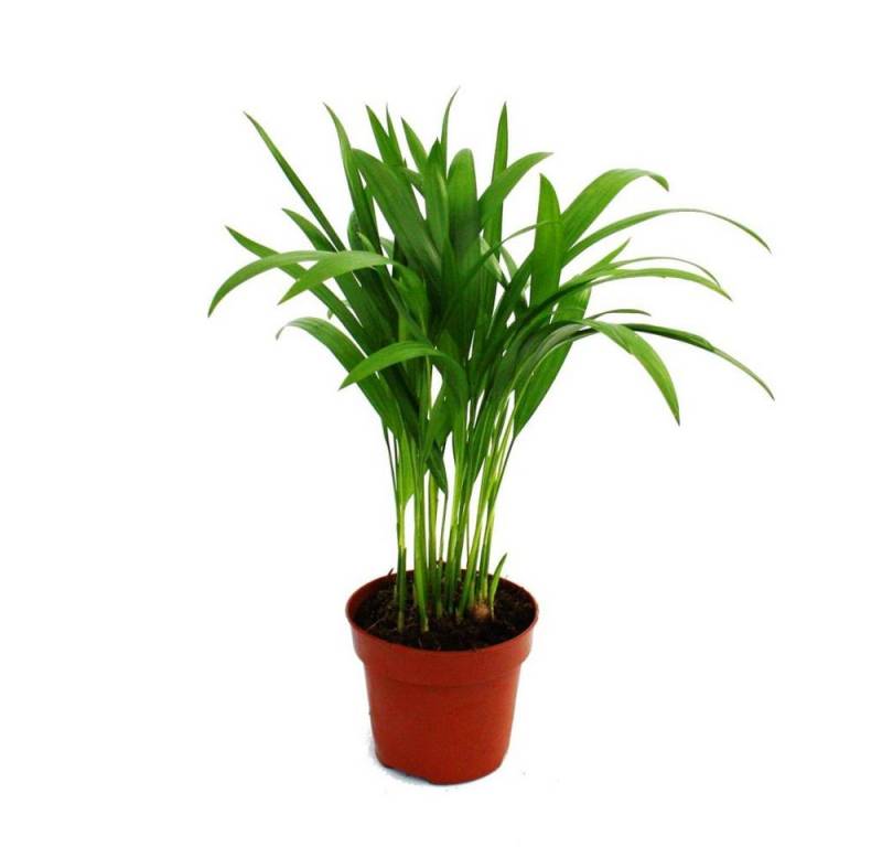 Exotenherz Zimmerpflanze Areca - Chrysalidocarpus lutescens - Goldfruchtpalme im 12cm Topf von Exotenherz