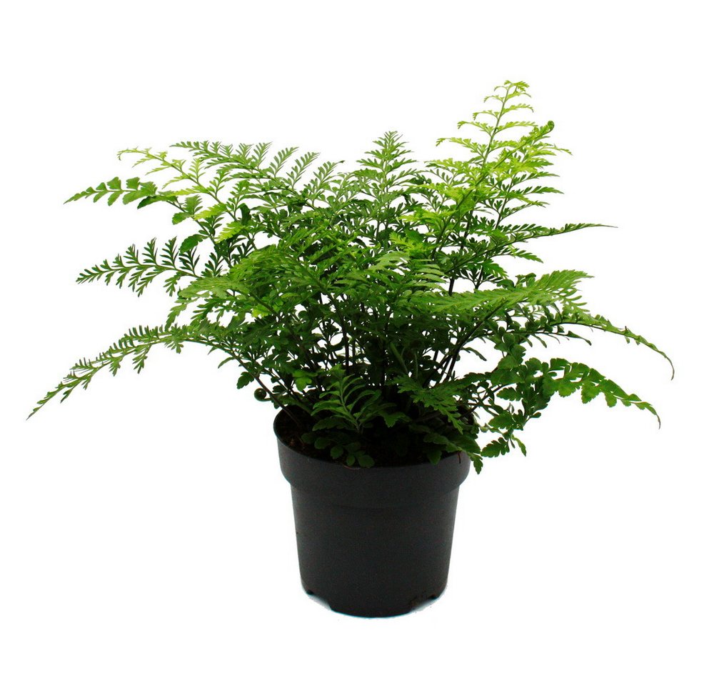 Exotenherz Zimmerpflanze Asplenium Farn-Sorten fürs Zimmer Nestfarn 17cm Topf ca.30-40cm hoch Exotenherz Zimmerpflanze Asplenium Farn-Sorten fürs Zimmer Nestfarn 17cm Topf ca.30-40cm hoch von Exotenherz