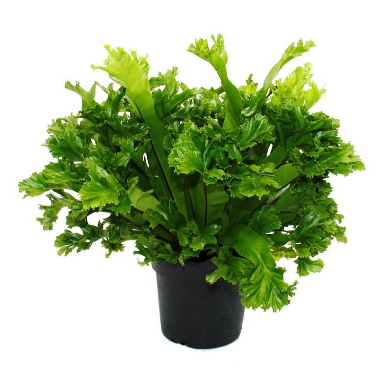 Exotenherz Zimmerpflanze Asplenium Farn-Sorten fürs Zimmer Nestfarn 17cm Topf ca.30-40cm hoch von Exotenherz